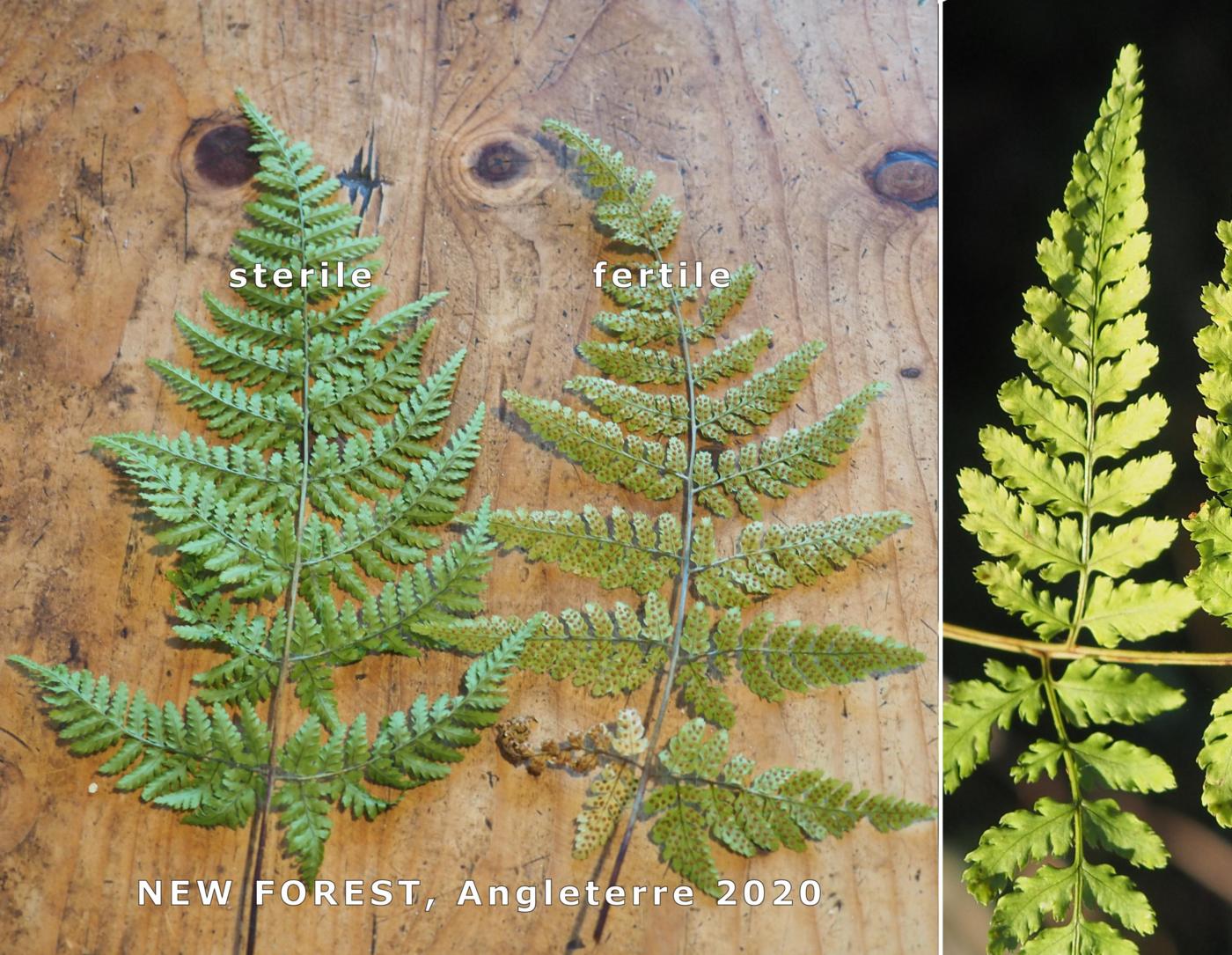 Fern, Narrow Buckler leaf